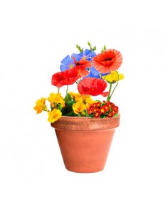 CaPSULA CON SEMILLAS ECO GRACIAS POR VENIR 2